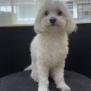 퍼피돌 | 고양 삼송 원흥 애견 미용실 퍼피돌 가위컷 잘하는 곳