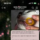 힐링힐스 동물 치과병원 이미지