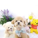 땡큐멍냥 이미지