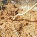 매화영농조합법인 이미지