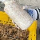 한농종묘사 이미지