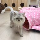 묘랑묘랑 일산점 네이버블로그