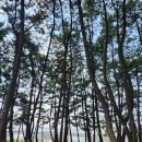 말앙말앙 | 🌲1박 2일 간편 캠핑 다녀왔어요!