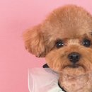 퀸펫살롱 이미지