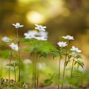 우리 늘 이미지