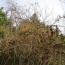 배나무농장 이미지