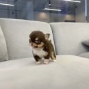 빼로독 강아지분양 의정부본점 이미지