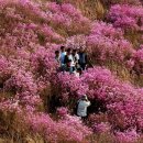 전남 여수 영취산 진달래 축제...2009년 여행~~~ 이미지