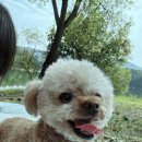 드라이브펫 | 10월 강아지랑 대전 명상정원 드라이브 &amp; 피크닉 후기 (feat.초코펫하우스카시트)