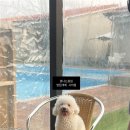 더스테이 골드독 이미지