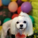 쥬쥬펫살롱 이미지