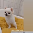 퍼피엔젤 반려동물 미용실 이미지