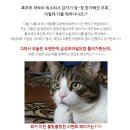 복권닷컴 Daum카페
