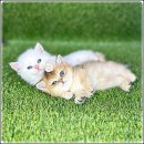 해피애견타운 강아지고양이 포항점&현살롱드펫(북구) | 포항고양이분양 해피펫타운 행복이 우선인 곳