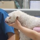 정원 양한방동물병원 이미지