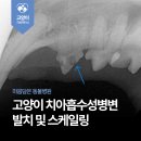 다산 봄 동물병원 이미지