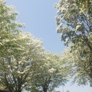 전주 이팝나무꽃 축제 이미지