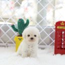 화이트 독 이미지