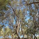 그린스토아 | [그리스]아테네 아크로폴리스통합권 폐지 선택과 집중 일정 동선