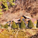 치악산둘레길 9코스 자작나무길 이미지