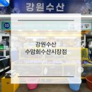 울산모듬회맛집 &lt;강원수산 수암회수산시장점&gt; 울산회포장