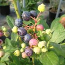 삼일농장 이미지