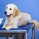 더봄동물병원 이미지