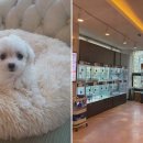 도그마루 고양이강아지 청주점 이미지