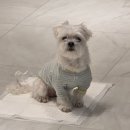 구로다나은동물병원 | 🐶동물병원 전용! 오드패드 프리미엄 표준형으로 강아지배변패드 실사용 후기⭐