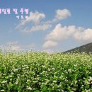 메밀꽃필무렵 이미지