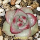 솔레미오 이미지