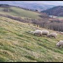 가야목장 이미지