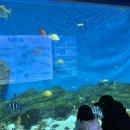 경포아쿠아리움박물관 | 강원도 강릉 아이랑 가볼만한 곳｜경포아쿠아리움 내돈내산 후기 (소요시간·주차 정보)