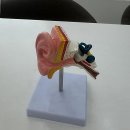 벨보청기앤청각재활 | 귀가 편안해지는 비밀, 광주 보청기 제대로 알아보고 계신가요?