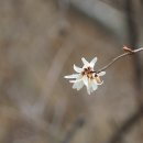 미선나무 Abeliophyllum distichum Nakai 종 이미지