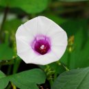 달콤한마법사 이미지