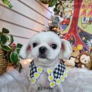 개이쁜냥 이미지