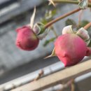 퐁퐈두르 이미지