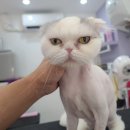 아꼬운몽 이미지