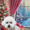 울알라애견미용 이미지