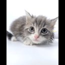 계룡타워 | 계룡고양이 노르웨이숲 분양 대전 동양 애견에서 만난 신비로운 인연