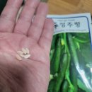 앞마당에 3만 원 투자했더니 오이가 폭발했다,자동급수 15분 설치 후기
