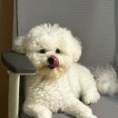 림앤도기살롱 이미지