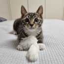 1728 | [❤️입양후기❤️] 1728. 포비🐱