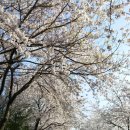 선두구동 스포원 주변의 벚꽃 이미지
