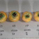 부유농장 이미지