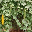 여주-1133 이미지