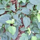 새솔학교 이미지