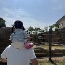 제노치과의원 | 16주 3일, 2차 기형아검사 고위험군｜다운증후군 1:420, 제노맘 니프티검사 정상 후기