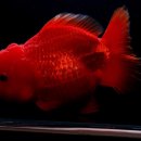 다루아쿠아 이미지